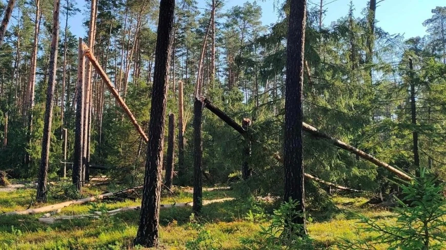 Mazurskie nadleśnictwa apelują do mieszkańców i turystów