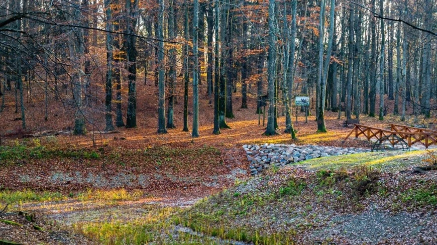 Las Miejski w Giżycku na Mazurach.