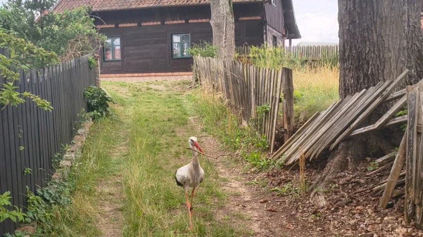 Krutek leci na Mazury. Czy rekordowy powrót mazurskiego bociana stanie się faktem?