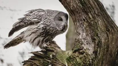 Tajemnicze spojrzenie w mrok. Nadchodzi Noc Sów 2026 w Krutyni