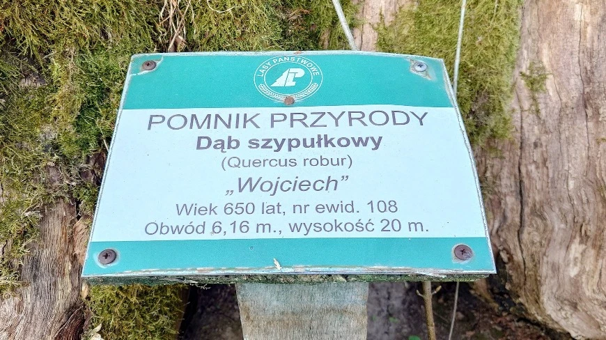 Te drzewa na Mazurach rosły już, gdy rozpoczynała się Bitwa pod Grunwaldem 