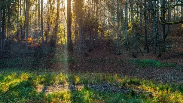 Las miejski w Giżycku pod koniec jesieni, listopad 2021 r.