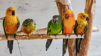 Odwiedziliśmy papugarnię w Wilkasach, luty 2023 r.