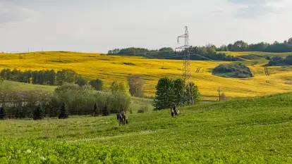 Wspomnienia rzepakowych pól na Mazurach 2023