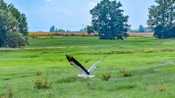 Bociany na wopławskiej łące, lipiec 2023 r. - zdjęcie 9