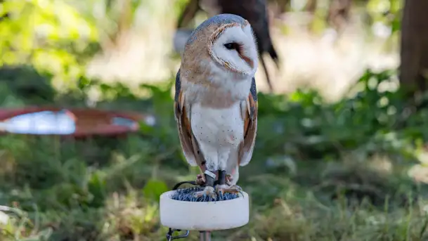 Festiwal Kultury Średniowiecza Masuria 2023 - fotorelacja - zdjęcie 9