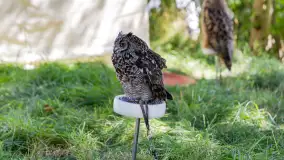 Festiwal Kultury Średniowiecza Masuria 2023 - fotorelacja - zdjęcie 12