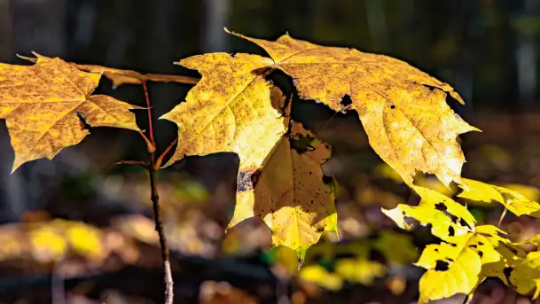 Złota mazurska jesień w Mrągowie nad jeziorem Juno - zdjęcie 10