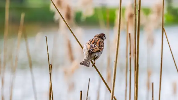 Wiosna w Kętrzynie, maj 2021 r. - zdjęcie 2