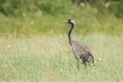 Mazurskie żurawie na zdjęciach Jana Olchówki - zdjęcie 5