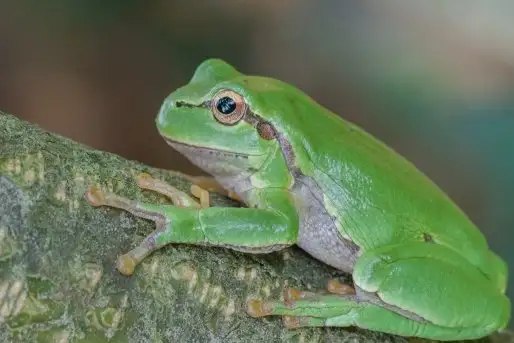 Mazurska rzekotka drzewna na zdjęciach Jana Olchówki - zdjęcie 8