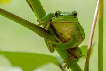 Mazurska rzekotka drzewna na zdjęciach Jana Olchówki