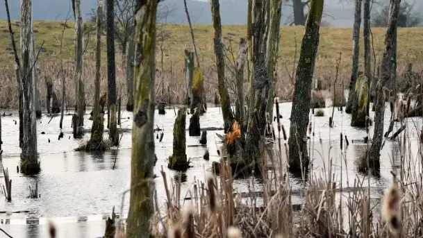 Mazurska przyroda budzi się do życia na zdjęciach Stanisława Sielewicza - zdjęcie 2