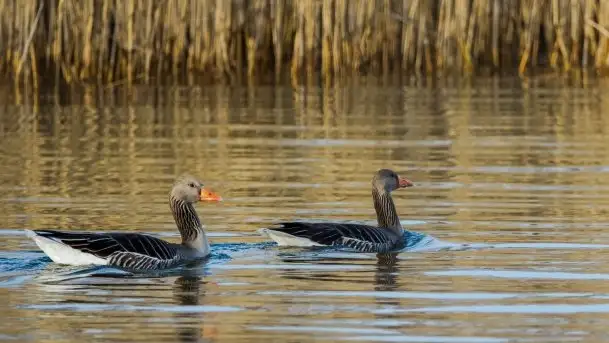 Wiosna w lutym na zdjęciach Stanisława Sielewicza - zdjęcie 7