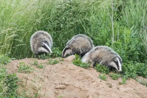 Borsuki na zdjęciach Jana Olchówki - zdjęcie 9