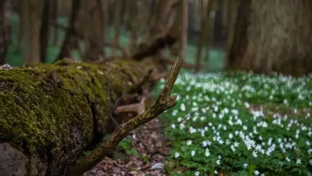 Wiosna w lesie miejskim w Giżycku pod koniec kwietnia - zdjęcie 7
