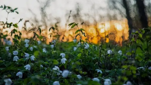 Wiosna w lesie miejskim w Giżycku pod koniec kwietnia - zdjęcie 9