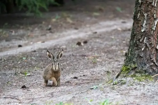 Zdjęcia: Mazurska wiosna na zdjęciach Janka Olchówki - zdjęcie 3