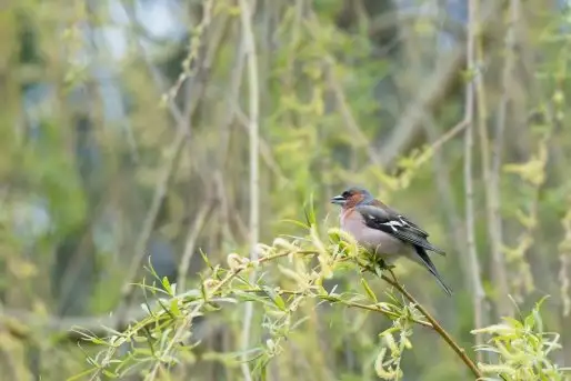 Zdjęcia: Mazurska wiosna na zdjęciach Janka Olchówki - zdjęcie 4
