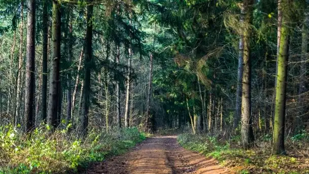 Leśne klimaty w okolicach Wydmin