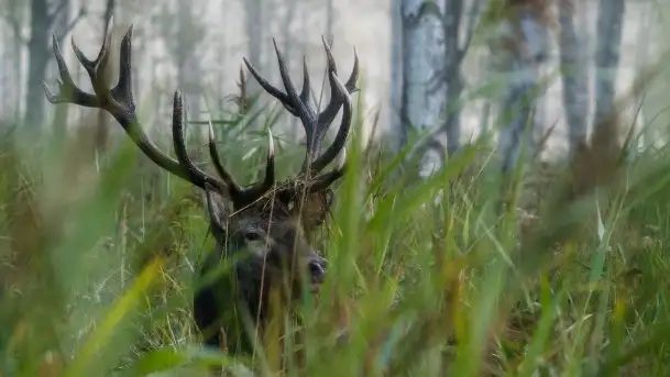 Mazurska flora i fauna na zdjęciach Jana Olchówki 2020 - zdjęcie 8