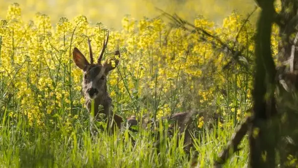 Mazurska flora i fauna na zdjęciach Jana Olchówki 2020 - zdjęcie 1