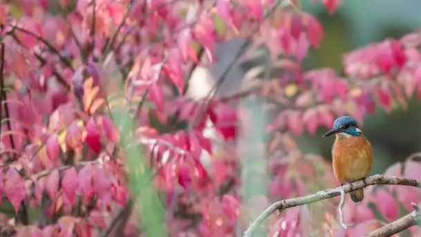 Mazurska flora i fauna na zdjęciach Jana Olchówki 2020 - zdjęcie 4