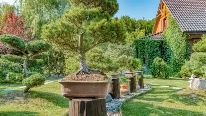 Domek i ogród  Shinrin Yoku  - zdjęcie 4