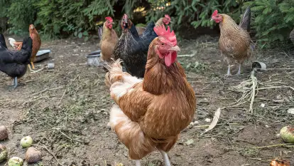 Siedlisko Sabinowo - zdjęcie 29