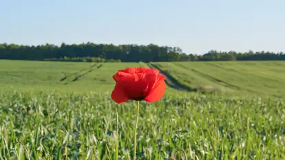 Siedlisko Sabinowo - zdjęcie 30
