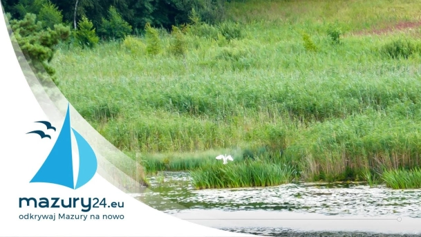 Zwierzęta na Mazurach, lipcowe widoki, 2020