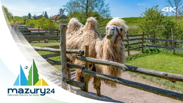 Atrakcje na Mazurach - Mazurskie Mini Zoo, 4K