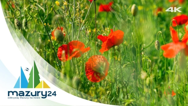 Mazurska Przyroda, pola maków, 4K